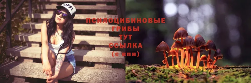 Галлюциногенные грибы Psilocybine cubensis  Заозёрный 